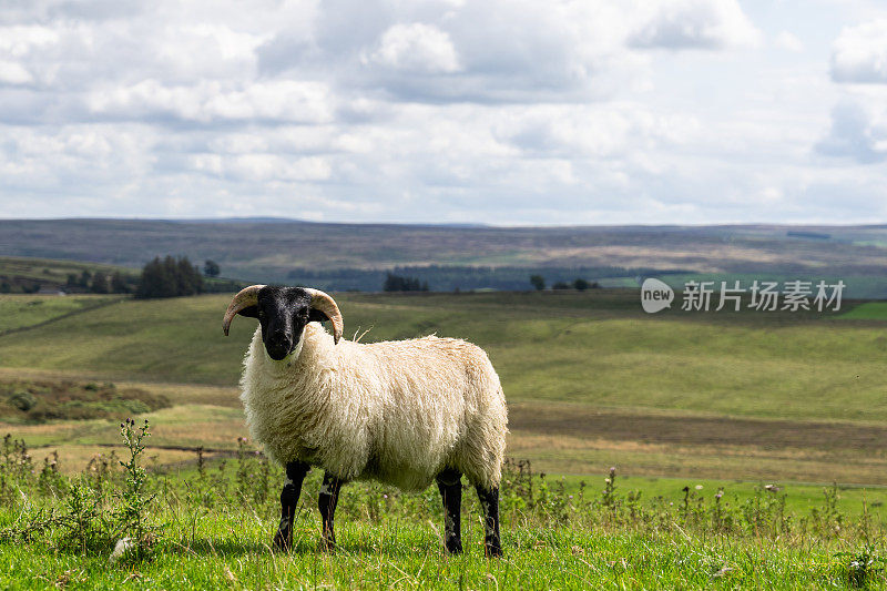 一只以诺森伯兰郡乡村为背景的公羊，摄于英国Once Brewed附近的哈德良长城